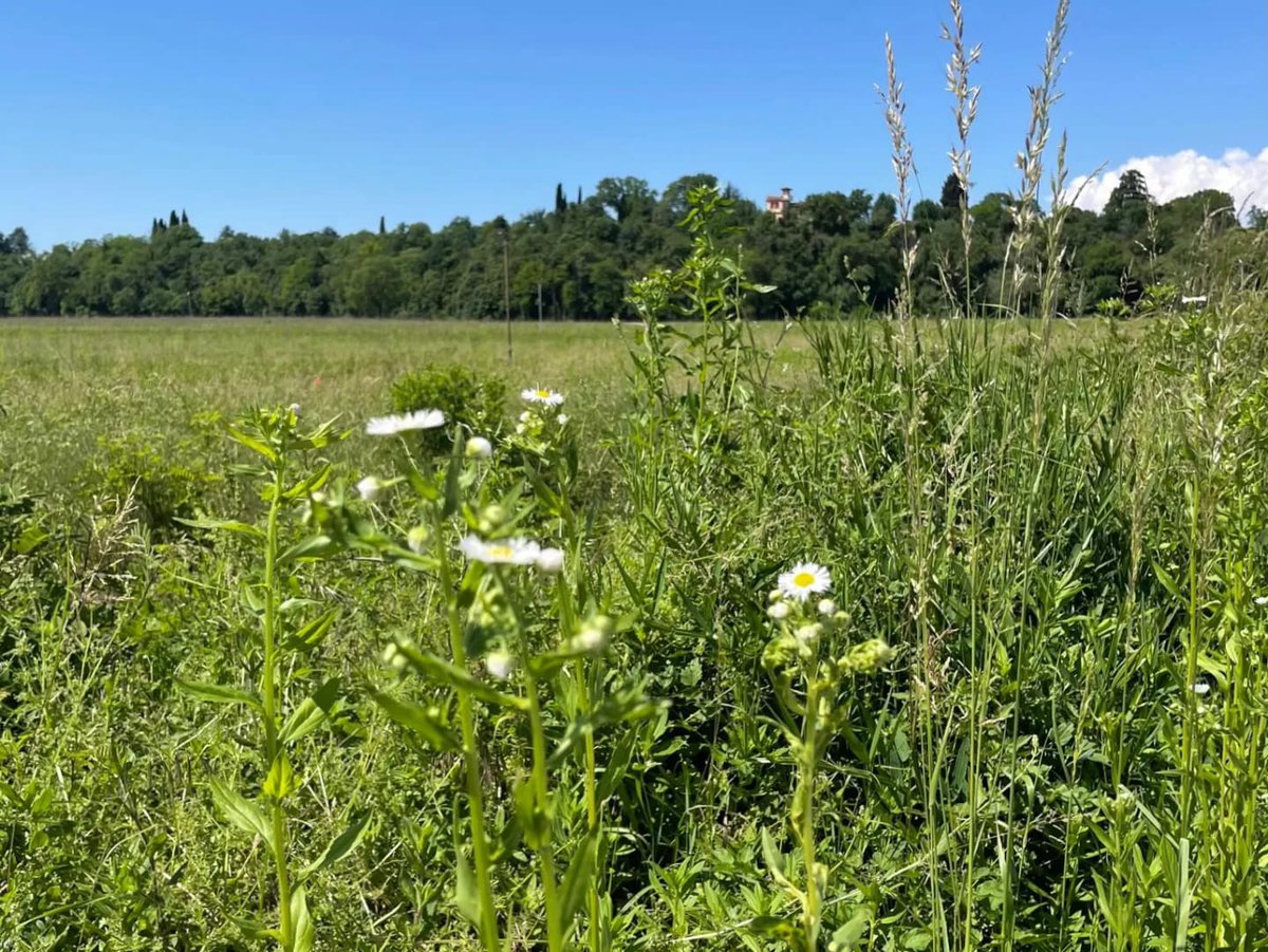 LIFE PollinAction - EU project tweet media