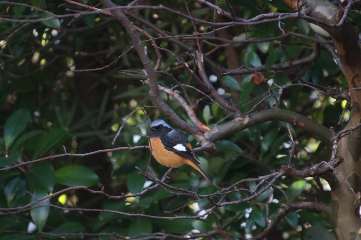 寒さに負けず、鳥さんたちは元気です😊