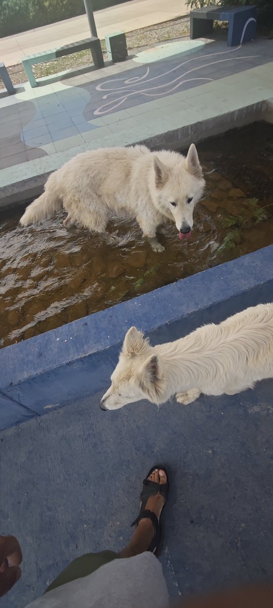 ruberde's tweet photo. @MuniCerrillos dos perros perdidos. No son de calle. No tienen identificación.
Estan en el parque bicentenario de Cerrillos. Entrada Departamental https://t.co/LQ9hZHqV9x