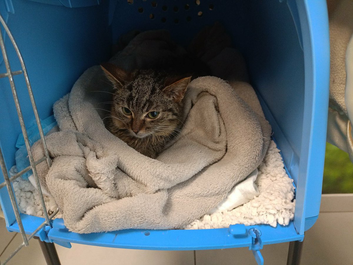 To nie jest koniec tej walki 🐾
Z ciężkim sercem musimy reaktywować zbiórkę i zwiększyć jej kwotę, bo koszty leczenia Baluu wciąż rosną.
Wiemy, że prosimy o wiele, ale każda wpłata i każde udostępnienie przybliżają nas do celu 🙏

Dziękujemy za wsparcie 🤍
ratujemyzwierzaki.pl/baluu