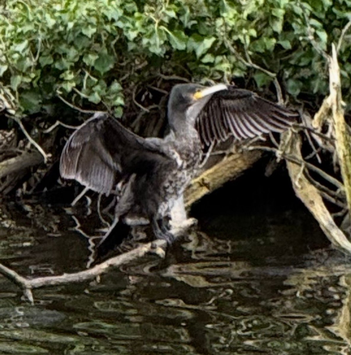 Doug Bryson tweet media