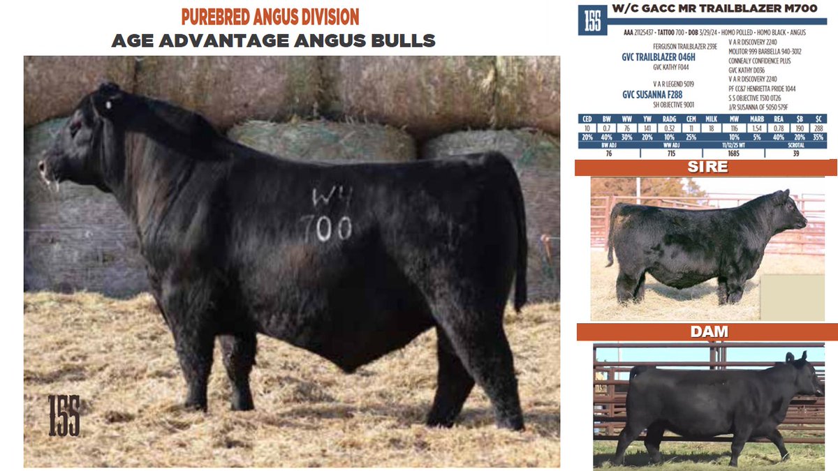 Gundy1978's tweet photo. Several of the Angus Lots at Werning Cattle Company's  upcoming sale on February 10th originated at our operation. Proud and honored to have them selected by a outstanding, well known program.  

Check out the full catalog and videos at:  https://t.co/2sA5e7JrgE https://t.co/s1eGXKgS0n
