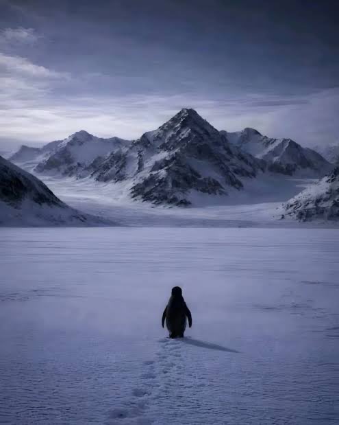 Imo the $PENGUIN is the perfect last chance to revive memes and trenches in general. Insane mindshare and viral across all social media platforms.

More importantly is the lesson/moral of the story. It’s exactly what people can relate to in these market conditions and also what