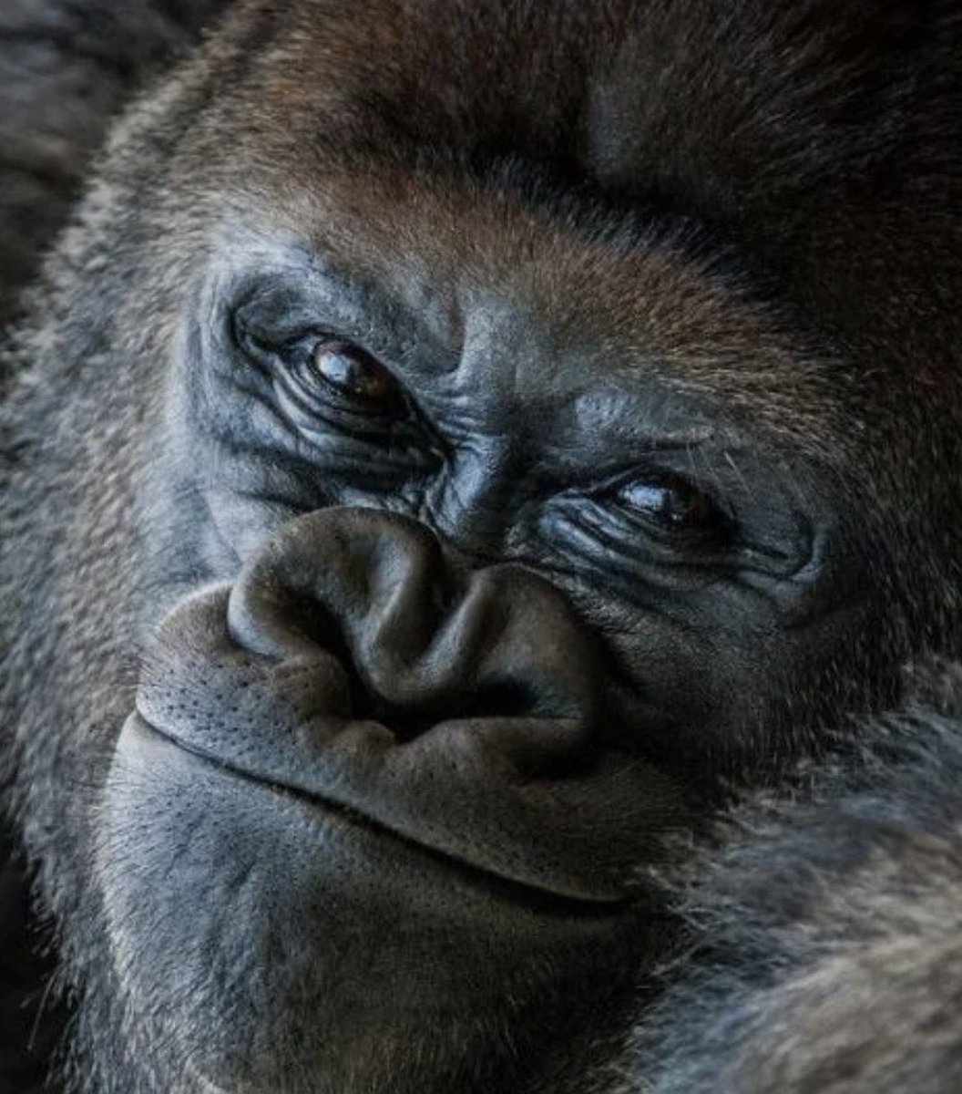 Konstantin Deyev tweet media