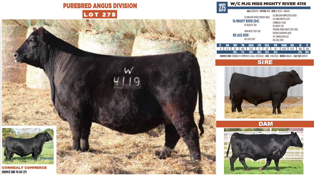 Gundy1978's tweet photo. Several of the Angus Lots at Werning Cattle Company's  upcoming sale on February 10th originated at our operation. Proud and honored to have them selected by a outstanding, well known program.  

Check out the full catalog and videos at:  https://t.co/2sA5e7JrgE https://t.co/s1eGXKgS0n