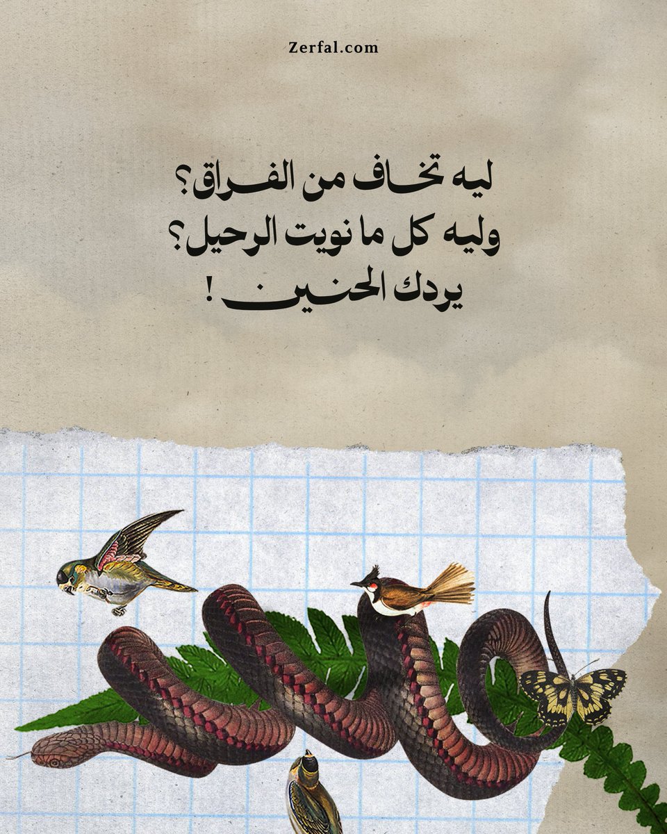 زرفال | Zerfal tweet media