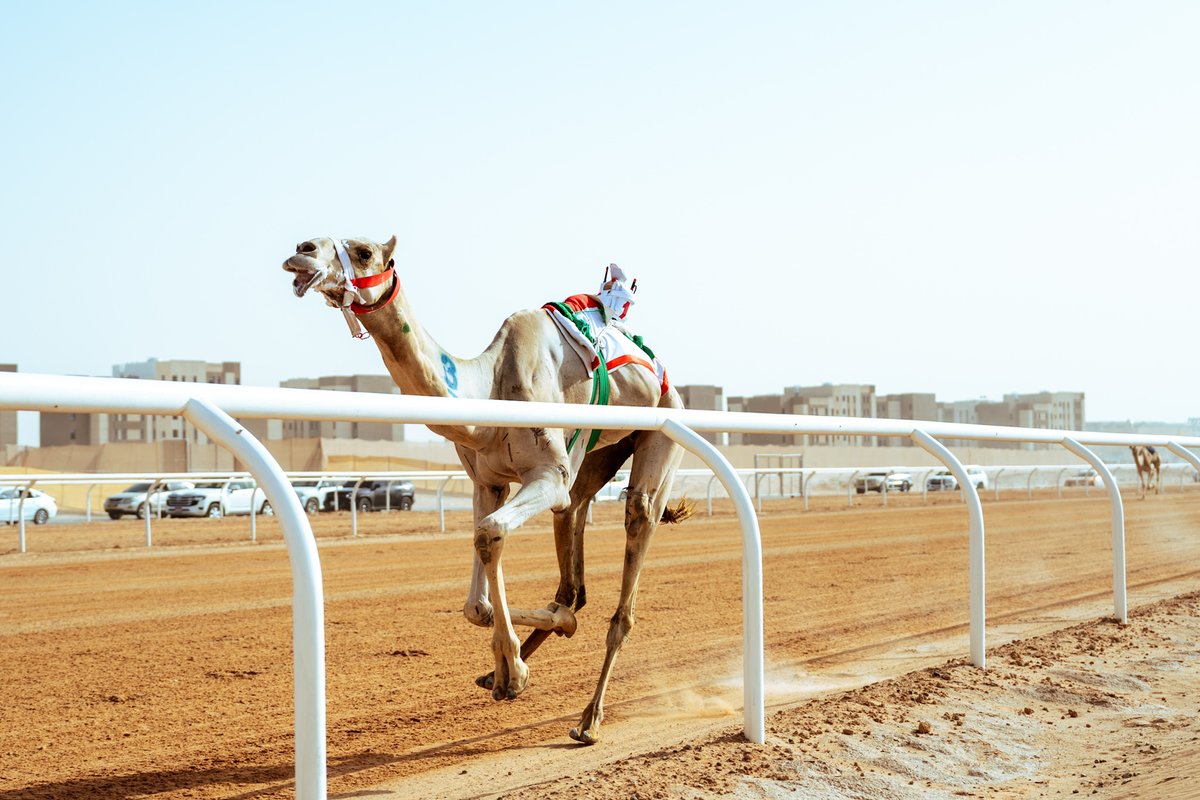 مهرجان خادم الحرمين الشريفين للهجن tweet media