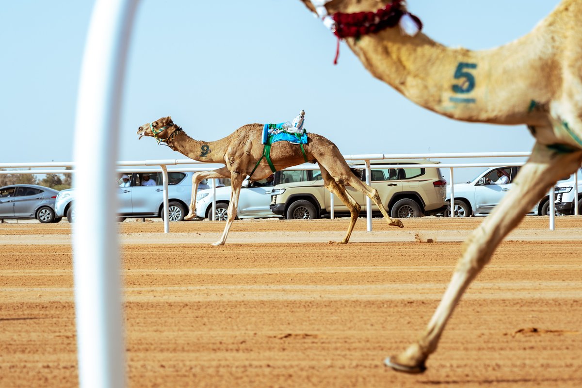 مهرجان خادم الحرمين الشريفين للهجن tweet media