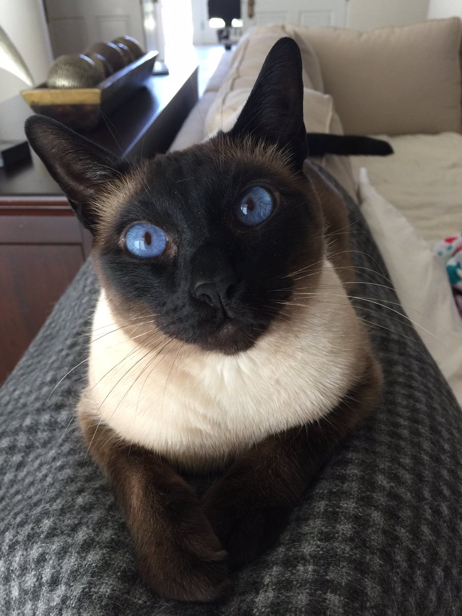 Rat Boy🐀 tweet media