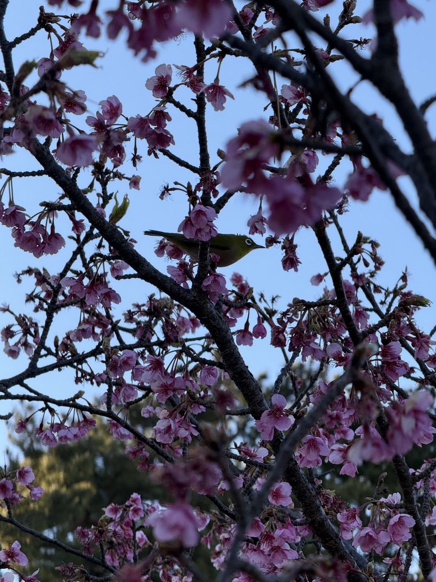 Fishing38ch's tweet photo. 釣り以外で久々の西伊豆。
桜が見頃でした。
夕陽の力強さよ。
#西伊豆
#土肥桜
#夕陽
#めじろ https://t.co/ugf2e1OEIz