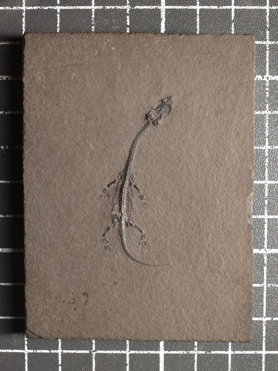 blackbean610's tweet photo. 胡氏贵州龙 Keichousaurus hui
尺寸：长约4.5cm（幼体）
分类：脊椎动物门-爬行纲-鳍龙目-肿肋龙科-贵州龙属
产地：中国云南省曲靖市富源县
年代：三叠纪中三叠世拉丁期 https://t.co/OXNXciFQSL