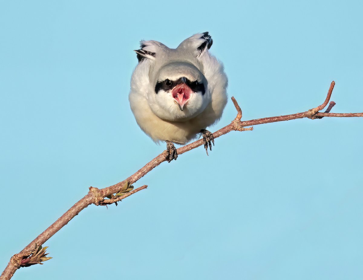 Back for some more Great Grey Shrike action, In better light!
#canonwildlifephotography #wildlifephotography #wildlife #naturephotography #nature #photography #birds #naturelovers #birdsofinstagram #birdphotography #animals #travel #bird #photooftheday #natgeo #birdwatching