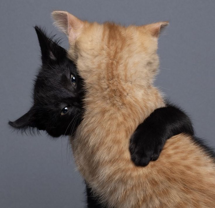 aknzoooo's tweet image. #tordtom