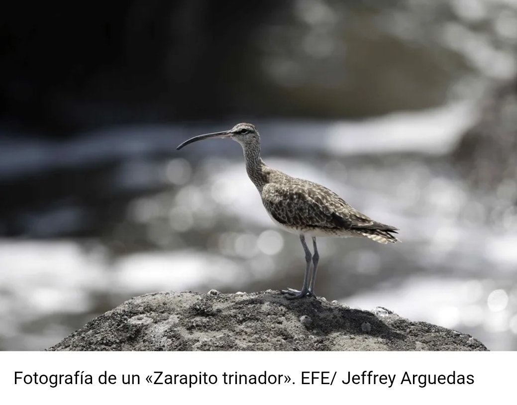 ActisAndres's tweet photo. Este dato:

Hay 48.600 especies en peligro de extinción, un 28 % del total de especies evaluadas por @UICN.

Un total de 44 especies se extinguieron en 2025, aves, mamíferos e invertebrados que ya han entrado en esta categoría calificada por los expertos como «irreversible». https://t.co/4w5jR2iDly