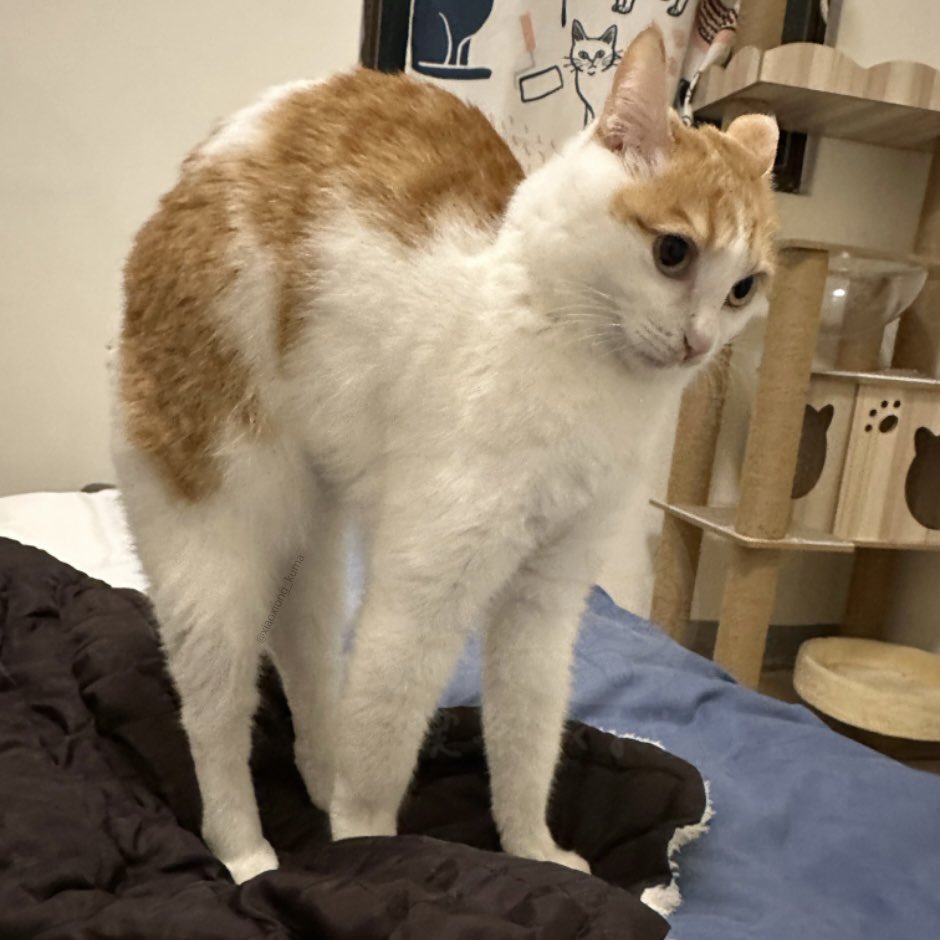 Post by しゃおしょん on X: のび