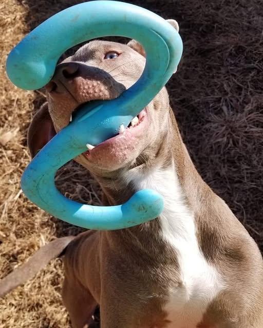 PugHollow's tweet photo. We will be doing our usual donation post, but we have a special ask today. Zee's beloved Blue Bumi (which he has had and carried around his entire life) has been damaged beyond use by gremlins.  Could someone find it in their heart to send him a new one? https://t.co/QhyEtjiPY2 https://t.co/U61A1vEQYC
