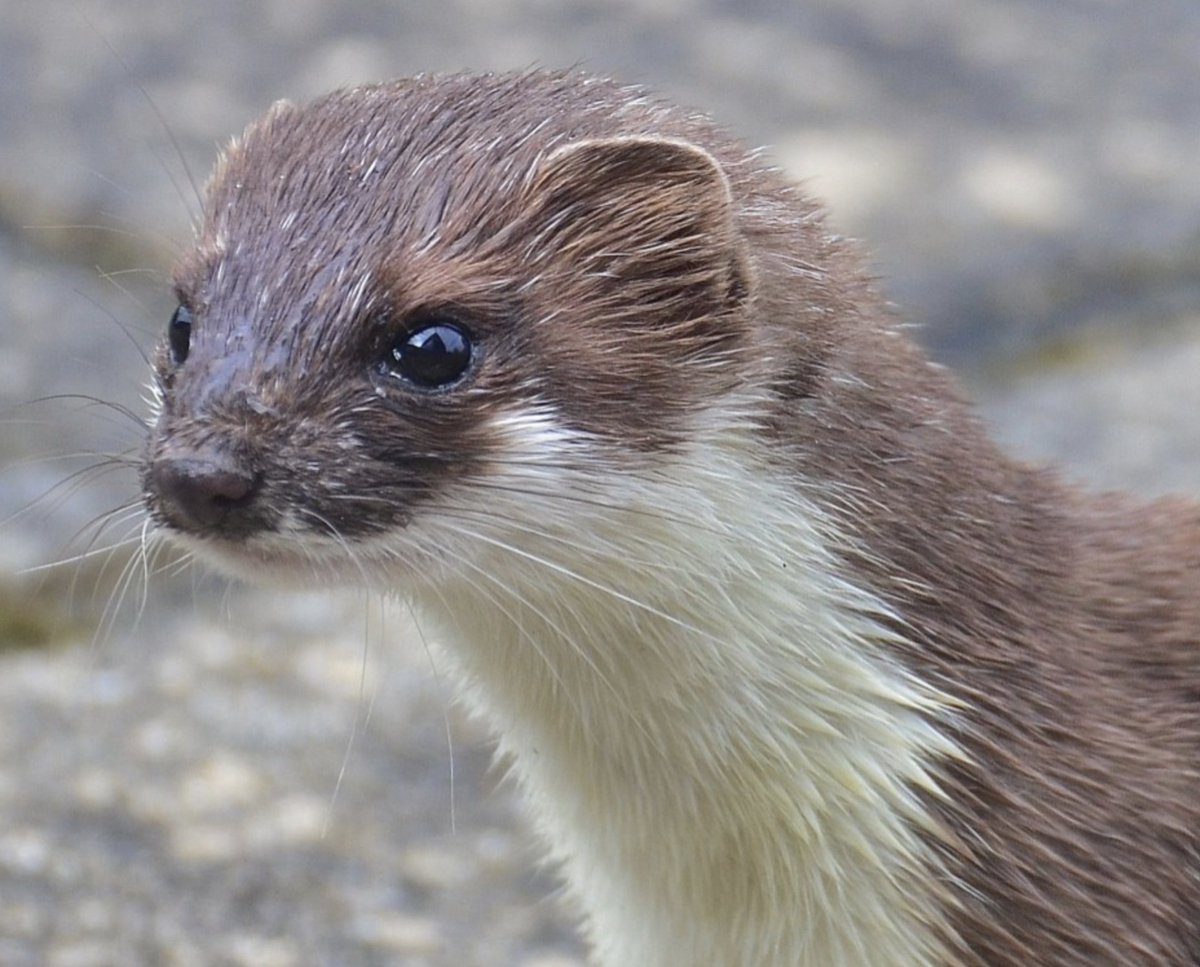 AnneLouiseAvery's tweet photo. It was Candlemas, the very ebb of the day, & in his ramshackle cottage at the edge of the sea-cliffs, a mile or so from Old Fox's lane, the Stoat was about to have his tea.  While the kettle began to slowly rattle over the fire, he took a new candle from the candle-box, ground it into a pewter candlestick & with a rather shaky paw, lit it with a taper from the stove. He then put it carefully on the sill of the bow-window with the buckled glass and the light flared in the dusk, strong as a ship's lantern, bright as the gold in the twilit, kirning waves below.