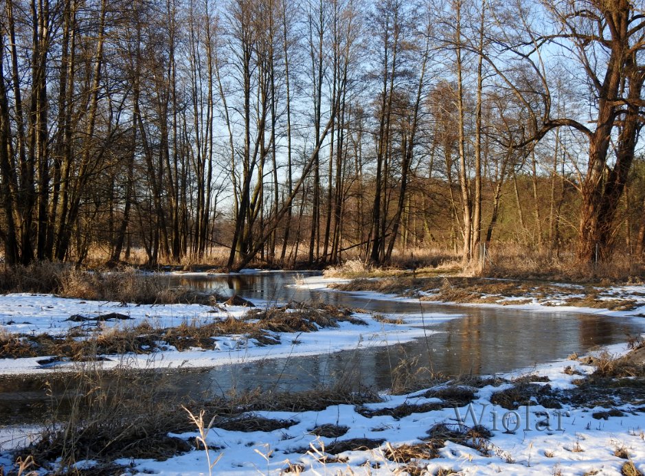 Audiografiq's tweet photo. Luty - załóż ciepłe buty.☝️ #Planetapłonie🤭
#Grabia powoli zamarza, brzegi już skute, ale w środkowej części, dotychczas płynnej, widać cienką warstwę budującego się lodu. Na jednym ze zdjęć widać ślady jakiegoś odważnego zwierzątka. Kota(?)🤔😉
#MojeFoto https://t.co/peax2xPqod