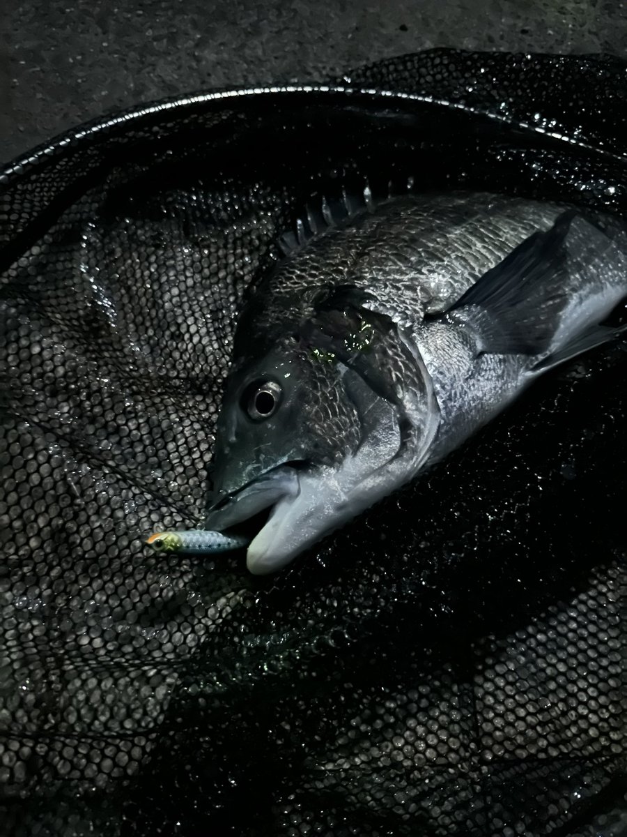 a_tnhs's tweet photo. 今日はもうちょっとで年無しが2枚🎣 https://t.co/NGbnwaavnX