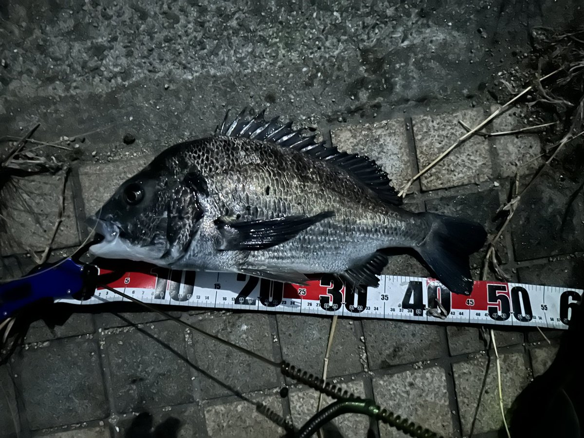 a_tnhs's tweet photo. 今日はもうちょっとで年無しが2枚🎣 https://t.co/NGbnwaavnX
