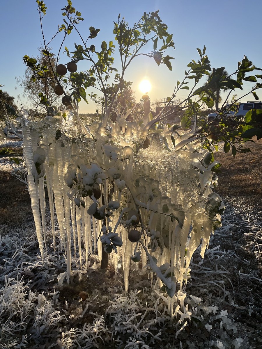 Showcase of Citrus in Clermont is icing their crop overnight to keep their temps stable and alive. They have about 4,000 trees including oranges and grapefruit. #FOX35