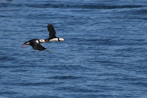 The great puffin air race #puffins