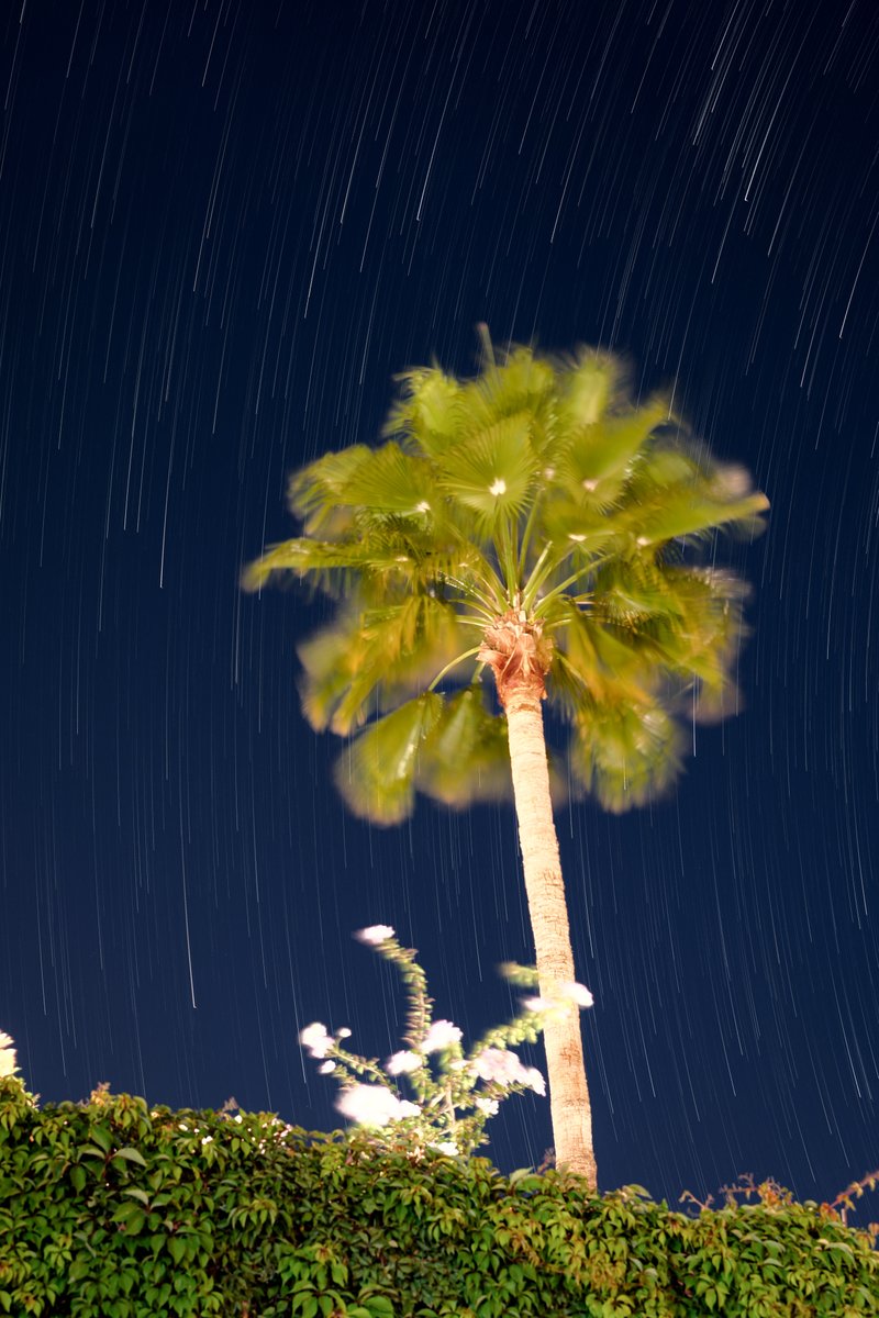 Javier Bórquez tweet media