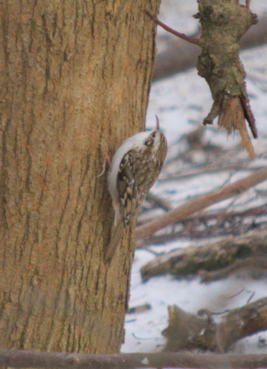 couple birds when i was out with my old nikon 55-200mm lens :-)
#naturephotography #nikon #birdphotography