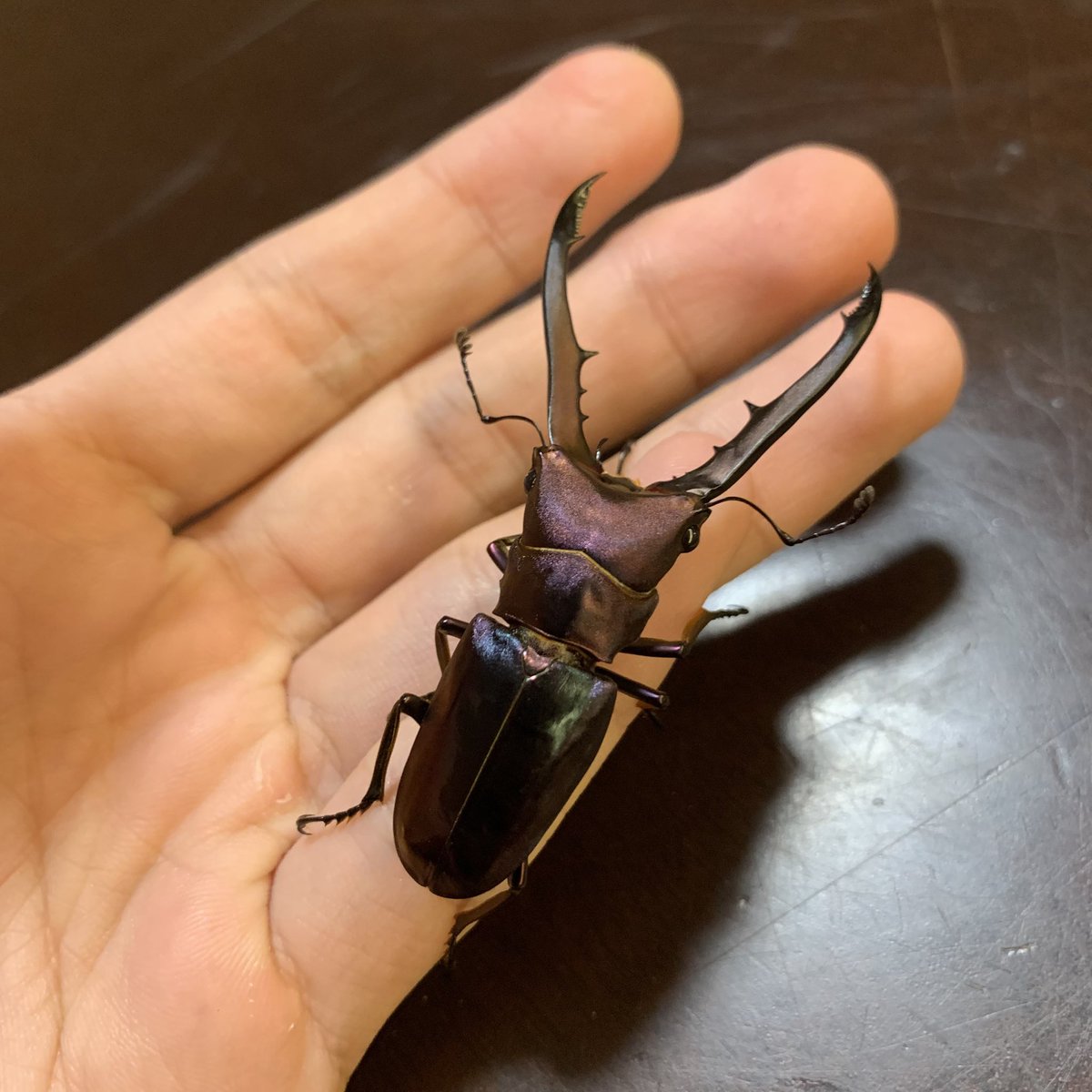 タカクワi (@okameinkoaikou) / Posts / X