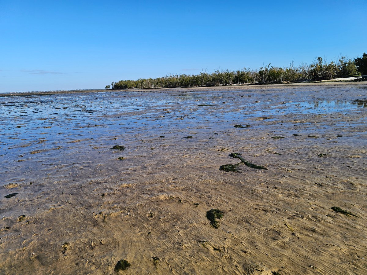 SWF_Sapper tweet media