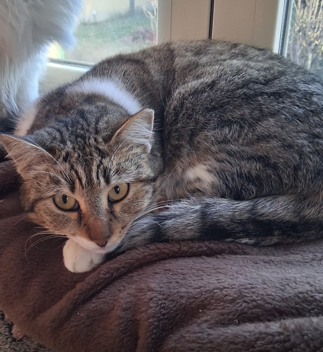 Rinnovo l'appello URGENTE per l'adozione di ZEUS e TATINA..non posso rimetterli in strada dopo essere stati in stallo..sono 2 gatti pacati e tranquilli nonostante siano giovanissimi..lui ama essere spazzolato lei adora giocare con le palline..sterilizzati felv fiv negativi