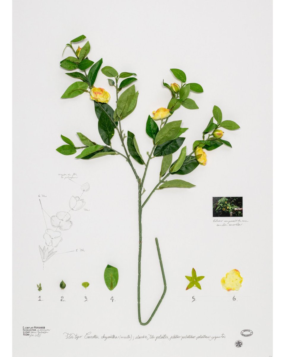 Alberto Baraya
Camelia 6. Expedición Camelias. Herbario de plantas artificiales, 2025
Objetos encontrados (alambre, poliéster, polipropileno), fotografía, dibujo a lápiz y sellos sobre cartón.
81 x 60 x 8 cm

#AlbertoBaraya