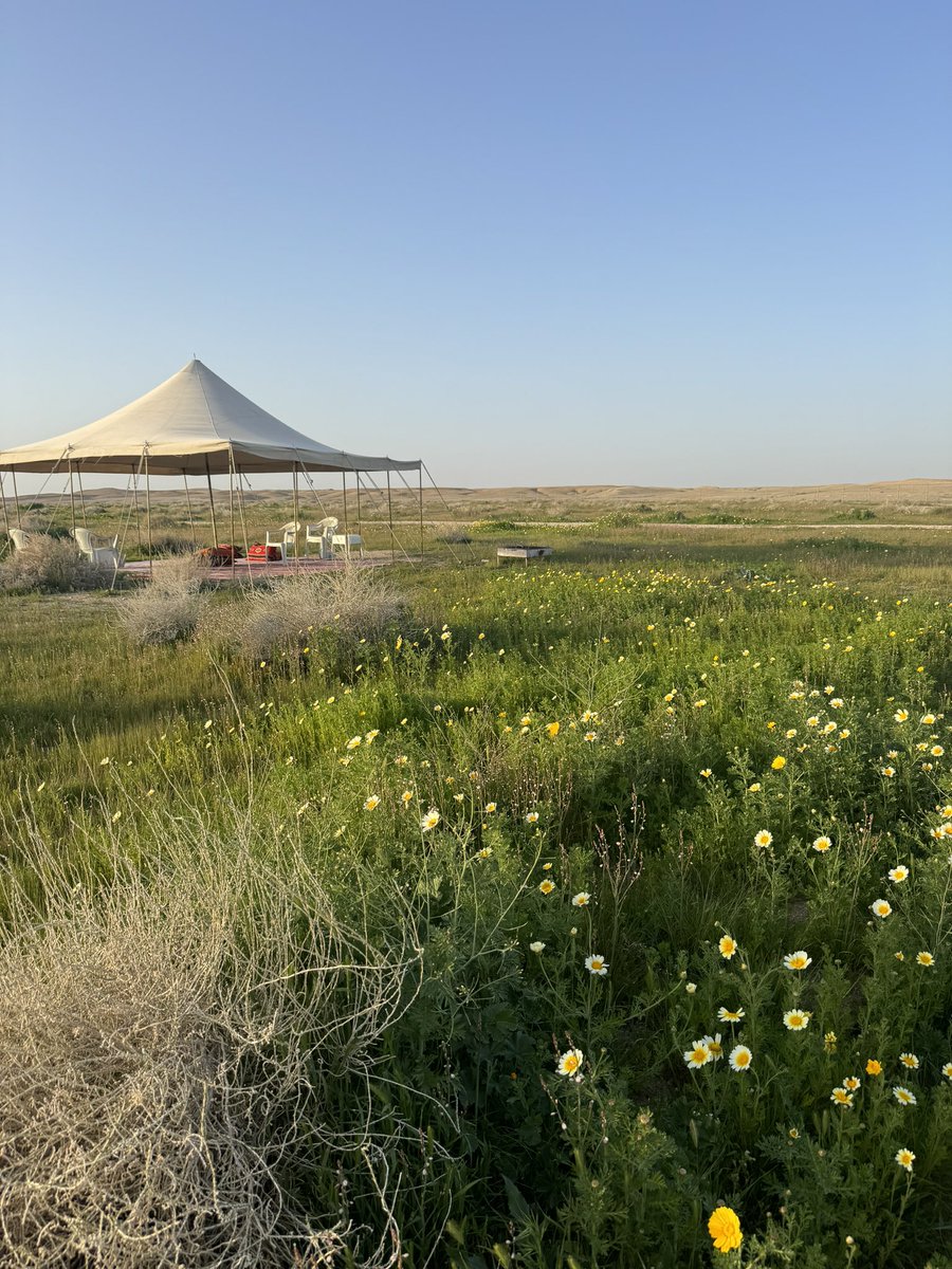 ع يـ دد .. tweet media