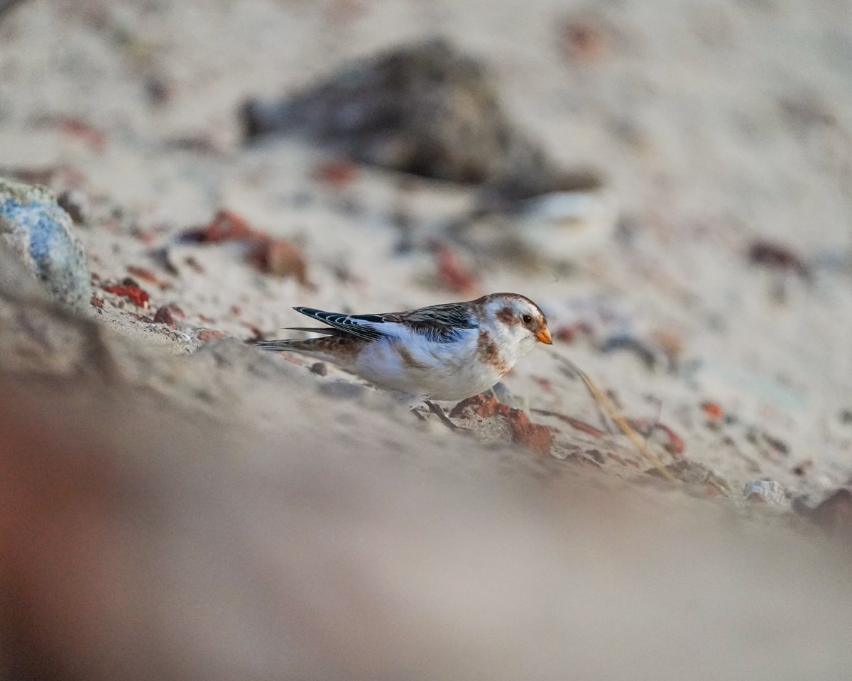 Norfolk Wildlife Trust tweet media