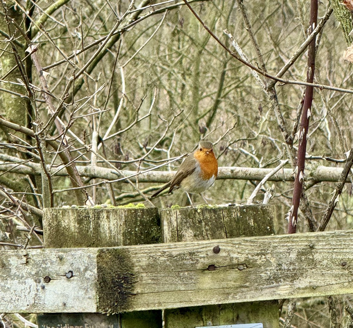 39_viv's tweet photo. Nature walk today 🐦‍⬛🪶🪾#birdwatching https://t.co/0zs522TYXD
