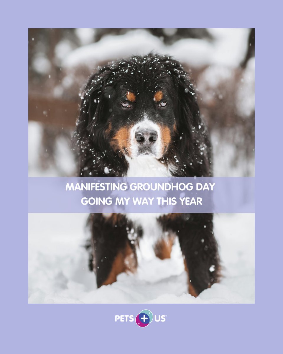 Pets Plus Us tweet media