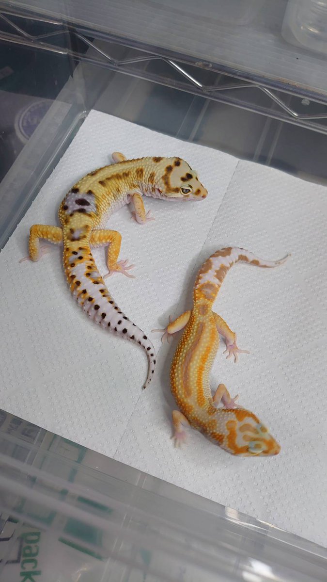 AffectionRep's tweet image. 兄妹。
モルフで言えばアルビノが無いか有るかだけ。