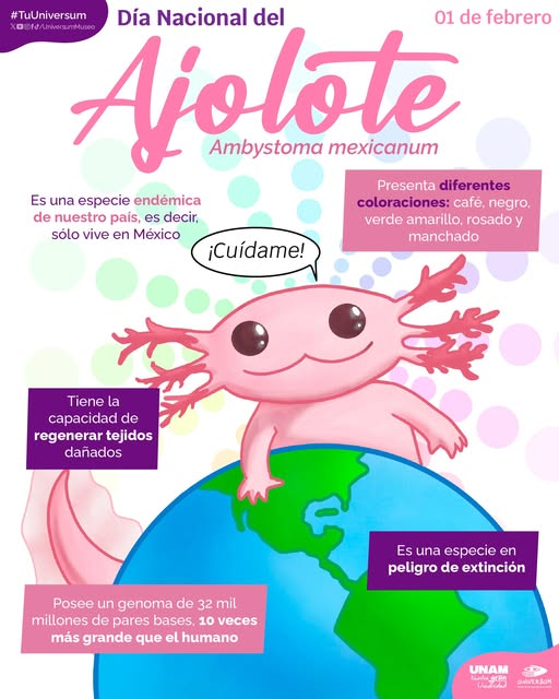 En peligro crítico de extinción, el ajolote o axolote (Ambystoma mexicanum), de quien en México se conmemora cada 1 de febrero su Día Nacional 💫.