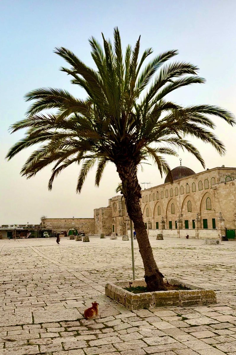 Sual: Peygamber efendimizi öven âyet-i kerimeler hakkında bilgi verir misiniz?
CEVAP
Kur’an-ı kerim baştan sona kadar Resulullah efendimizi övmektedir. Bu konudaki âyet-i kerimelerden bazılarının mealleri şöyledir:
(Biz seni âlemlere rahmet olarak gönderdik.) [Enbiya 107]

(De