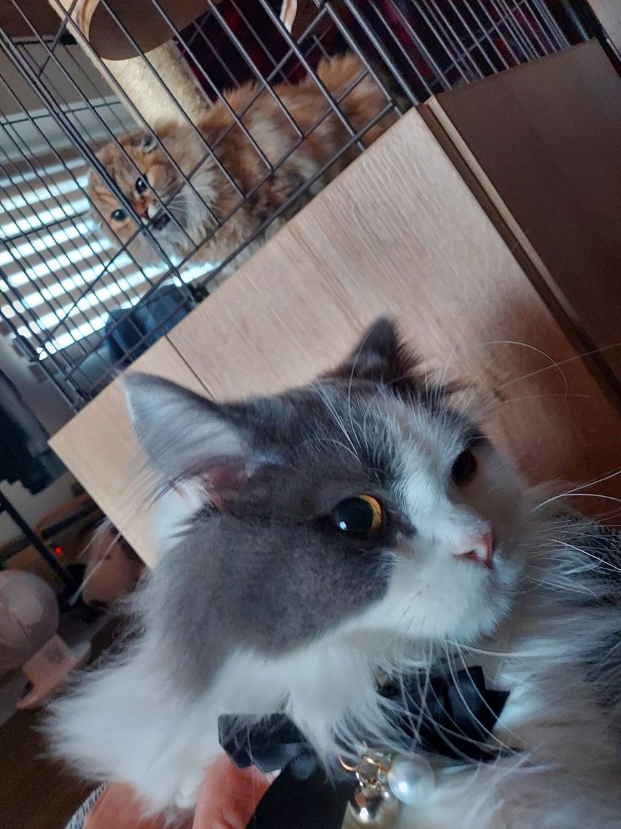 tnoplnos's tweet photo. ガン飛ばしてみるノエル
シャーしてみるノエル
キメ顔のエイル

心配してましたが4日後くらいには
慣れてきて遊ぶようになりました。
そして今は仲良しです😆

#シャー姉さん #ノエル
#ミヌティッシュフォールド https://t.co/GsAnmkaIMh
