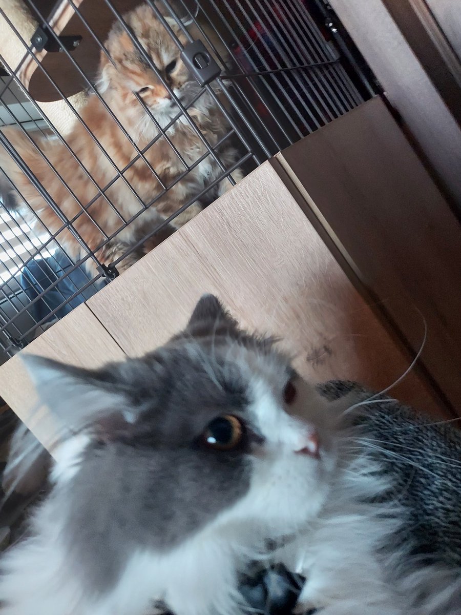 tnoplnos's tweet photo. ガン飛ばしてみるノエル
シャーしてみるノエル
キメ顔のエイル

心配してましたが4日後くらいには
慣れてきて遊ぶようになりました。
そして今は仲良しです😆

#シャー姉さん #ノエル
#ミヌティッシュフォールド https://t.co/GsAnmkaIMh