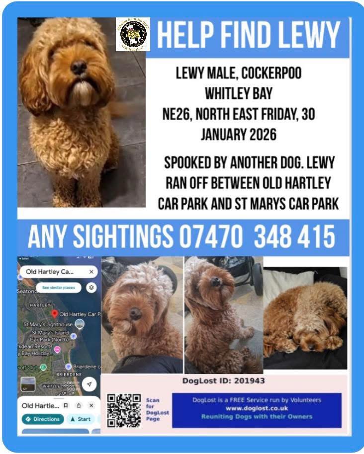 rosiedoc666's tweet photo. Lost #OldHartley CARPARK #SeatonSluice #Northumberland 🆘 
Pls EVERYONE CHECK YOUR GARDENS/GARAGES watch carefully in bushes while on walks LEWY is missing and will be so scared 30/1/26 #WhitleyBay 🆘 
https://t.co/bRIrg90Tg1
#StolenDogHour @whitleybayhols @WhitleyBayHotel https://t.co/HwmM6mXAvl