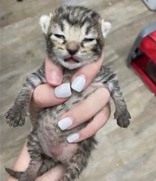 Saw this kitten picture and knew it reminded me of something