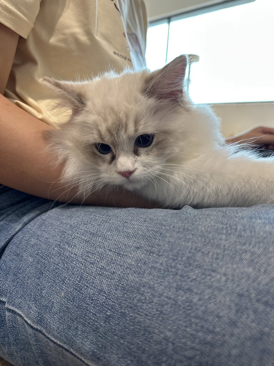 Syara Atreides 👑 tweet media