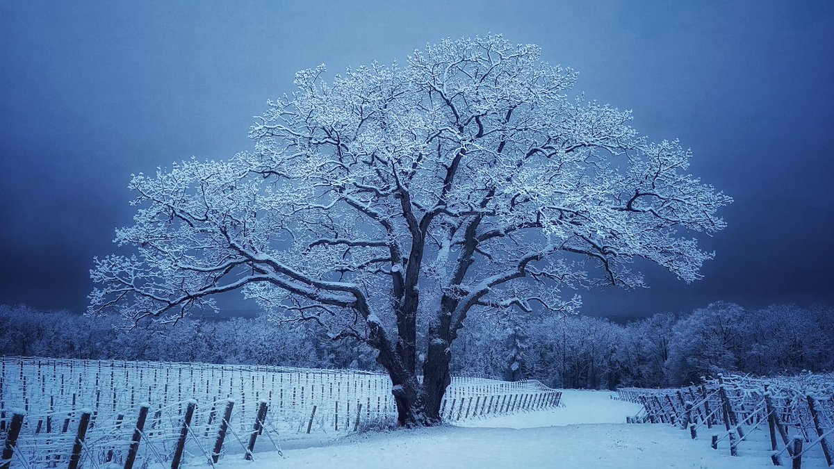 📸VineyardWarrior📸 tweet media