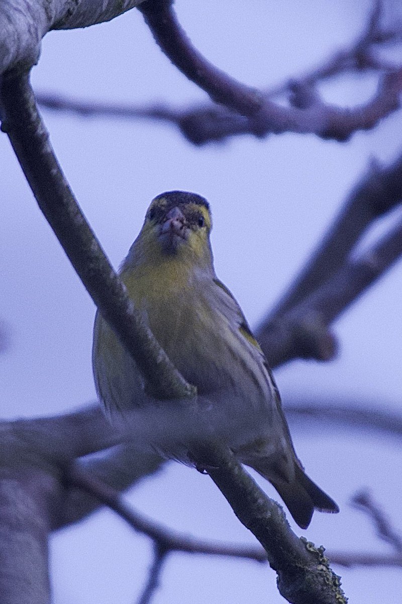 Siskins and Redpolls in Westlands Park, Colchester yesterday with <a href="/RichardJeffree3/">Richard Jeffree</a> <a href="/EssexBirdNews/">EBwS Bird News</a> <a href="/yourcolchester/">Colchester City Council</a> #BirdsSeenIn2025 #BirdsofX
