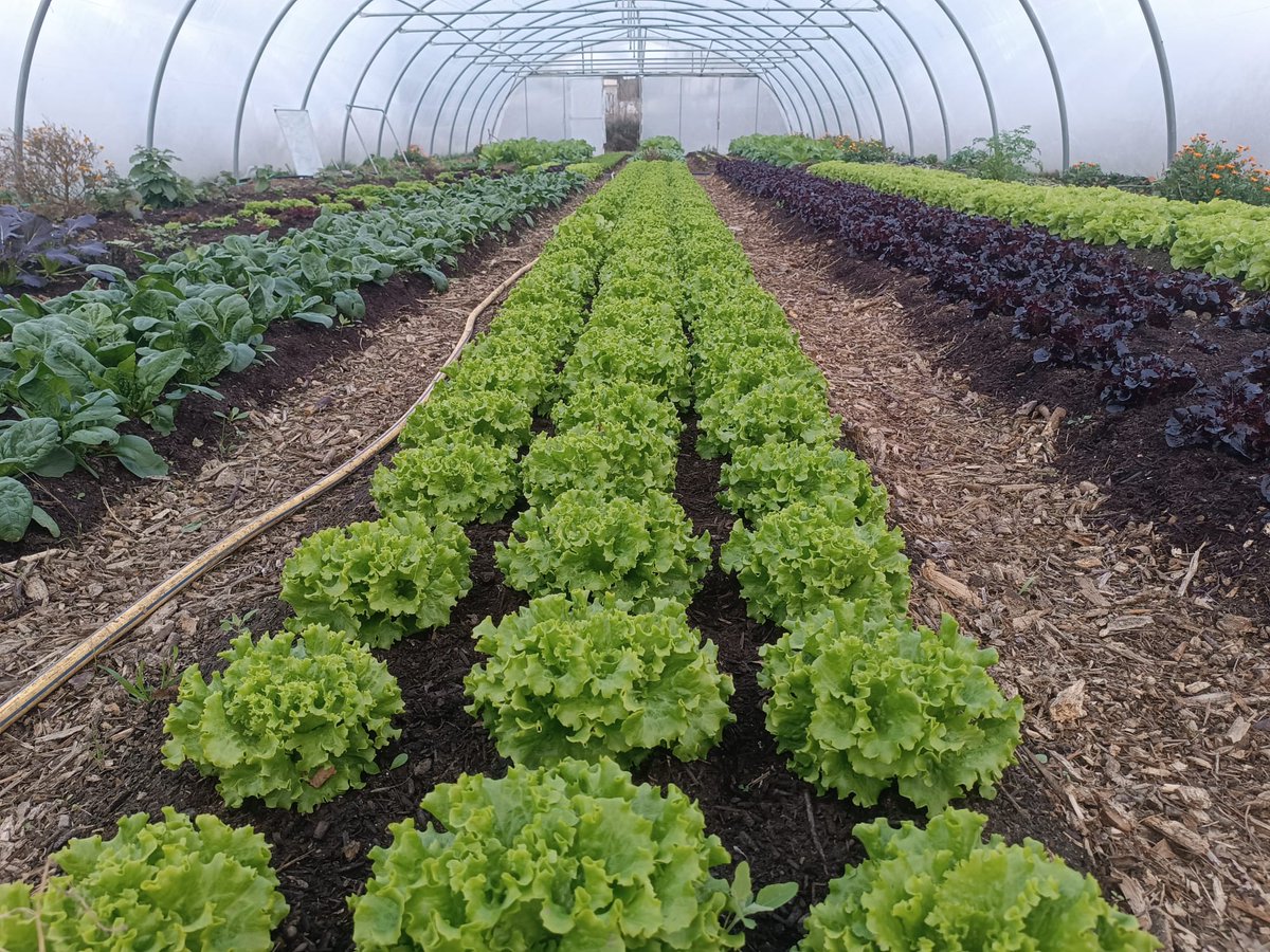 MadeIn BasqueCountry tweet media