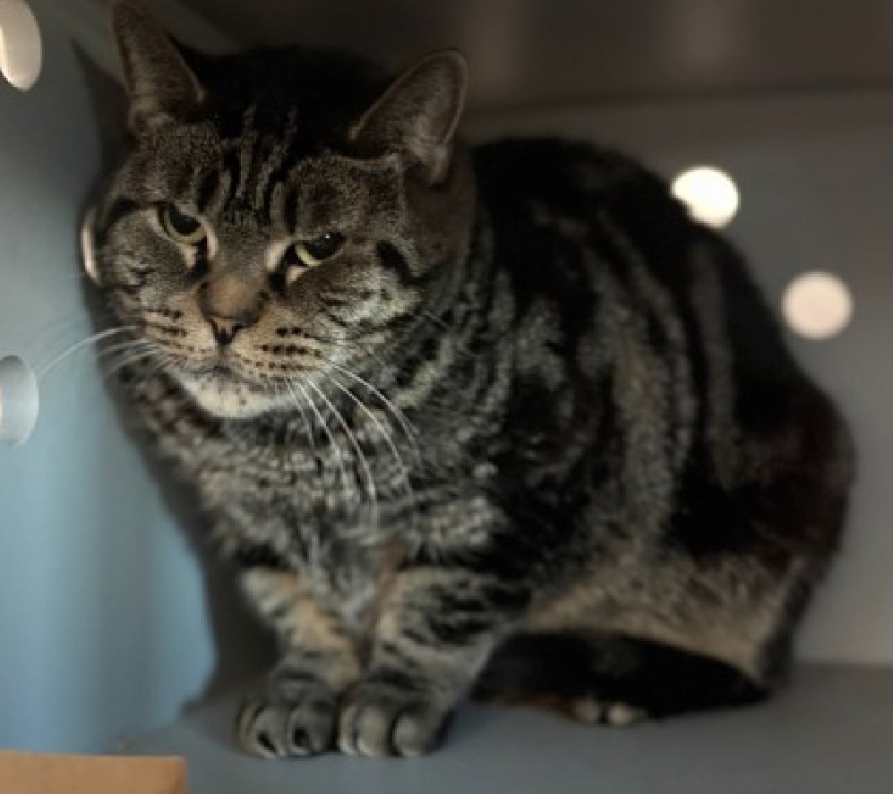 JLthekid9999's tweet photo. ππ MARIA (ID 238395), 9 YO, FEMALE β IN QUEENS ACC - came into the shelter as an aco - owner surrender on 10/3/2025, with the surrender reason stated as person health - medical. ππ πΏ πΏ πΏ πΏ
β‘οΈTBD 2/3/26
β‘οΈ SENIOR ALERT
β‘οΈ TOO LOW ON PLEDGES TO STIMULATE RESCUE INTEREST
β‘οΈππ 8TH Chance on Emergency Placement List β HIGHLY UNUSUAL AND SHELTER AT MAXIMUM CAPACITY- NOW IS THE TIME TO ACT/HELP MARIA - HIGHEST EU/SILENT KILL RISKβππ π±π₯π₯π±
β‘οΈ 124 DAYS IN SHELTER β TOO LONG β TIME IS RUNNING OUT
β‘οΈ MARIA IS ON THE EPL FOR BEHAVIORAL REASONS - She is an under socialized adult and is not thriving in the care center and continues to display distance-increasing behavior when approached for interactions. She has not warmed up despite staff using treats to build a positive association This designation often means that the cat will be given very little time for rescue/foster/adoption. π₯π₯π₯π₯
Meet Maria! Maria arrived at ACC after her guardian could no longer care for her, and she's been trying her best to adjust to all the changes. She's a shy, sensitive senior girl who has spent most of her life keeping to herself and was rarely socialized. In the shelter she tends to retreat to high perches or cozy cubbies, watching quietly and engaging only when she feels safe. She allows gentle petting with a slow approach, but she's still figuring out how to trust again. My Ideal Home Maria will thrive in a calm, predictable home with cat-experienced adopters who understand the needs of a fearful, under-socialized adult cat. She'll need a patient family willing to offer her time, space, and quiet companionship while she settles in. A home with safe hiding spots, soft beds, and low-pressure interactions will help her feel secure as she adjusts at her own pace. Maria tolerates attention and petting but may be fearful or stressed in the shelter, and may be intimidated by small children. She may be a little more independent, and may need time to warm up to her new home. β€οΈ π»β€οΈ π»β€οΈ π»
NEEDS OUT OF SHELTER ASAP β
Please RT or pledge, if you can, to save this little one.
@AdamsPaulGrimke
ππΏπThank you