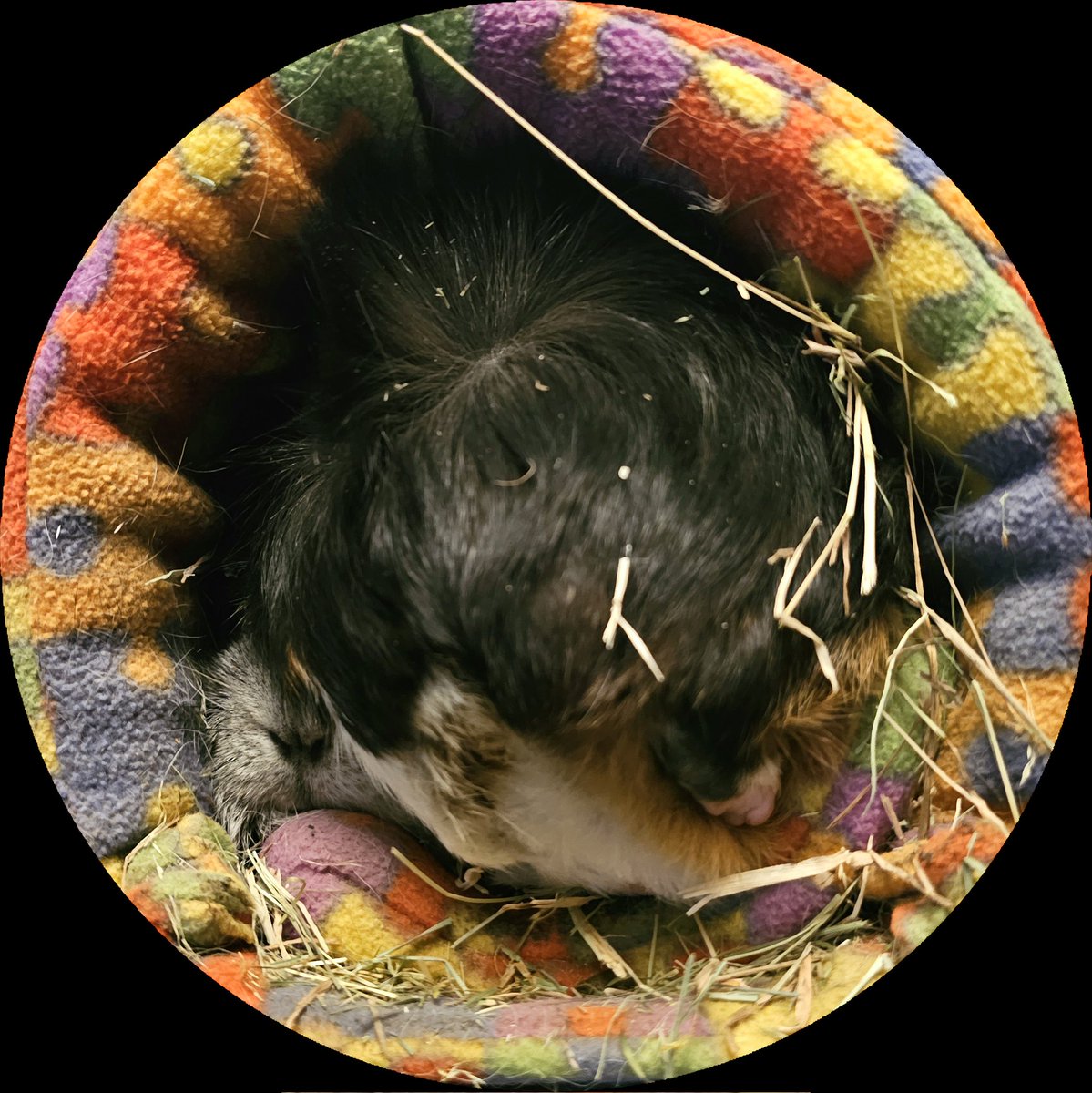 When two worlds (#guineapigs) collide (in a single tunnel) 🫤 Spot the noses! 👀