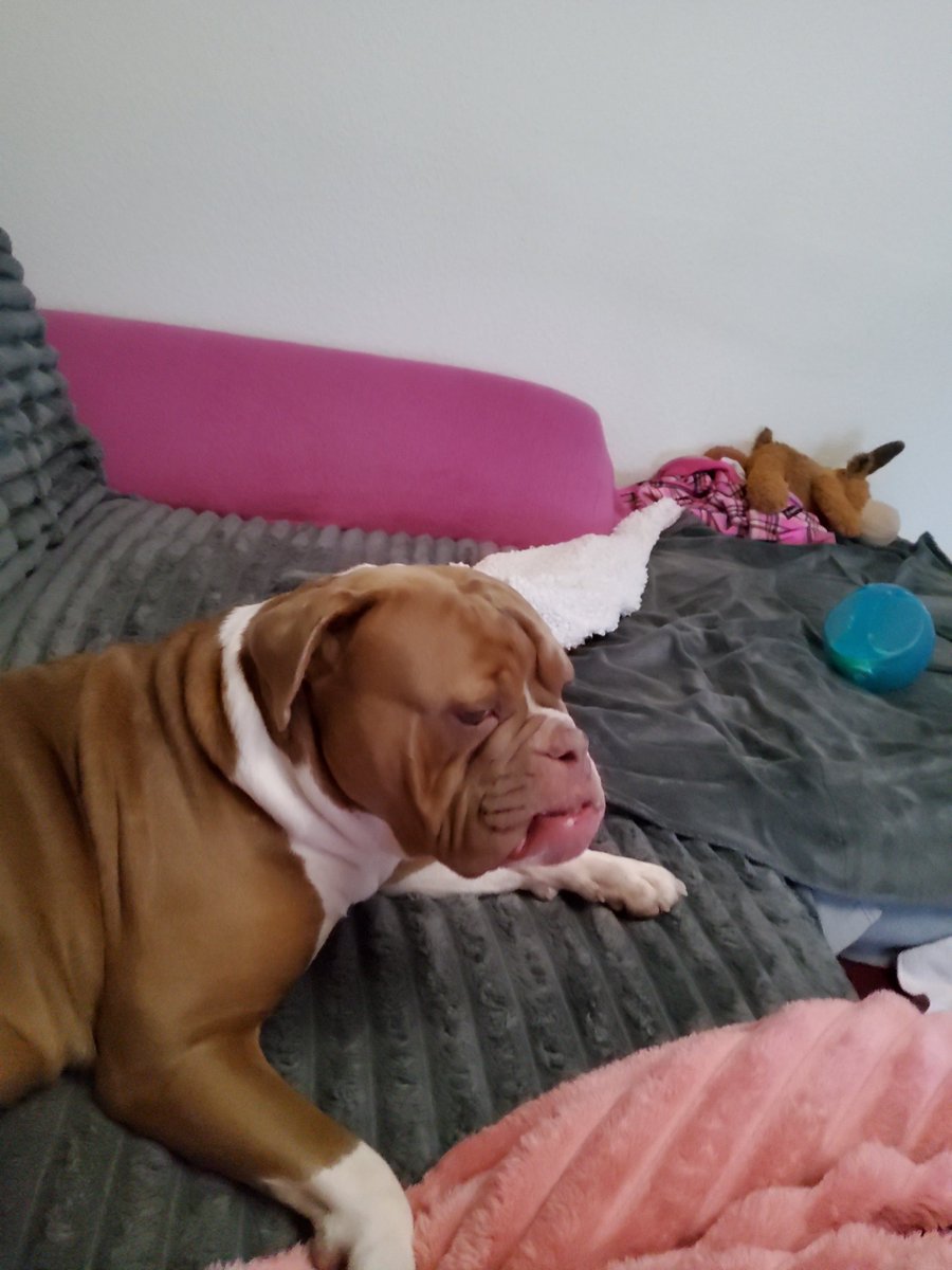 irisA201's tweet image. Wir lümmeln  ... ham wir uns verdient, glaub ich. 
Obwohl Fraule seit Tagen 'am Stock' geht (Erkältung mit Migräne) waren wir gestern bei Hundebegegnung XXL (30 🐕 im Wald) u heute ging's wieder los mit Dummy Kurs (9 Uhr) u dann noch Pizzeria mit Oma&amp;amp;Opa, Tante u Nichte... Puh